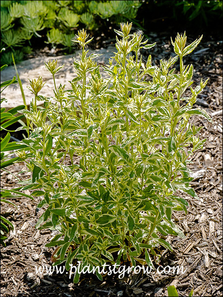 Variegated Evening Primrose (Oenothera fruiticosa)
An Oenothera with variegated foliage.